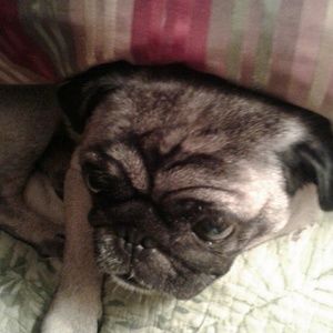 Meet your Posher, Sonya